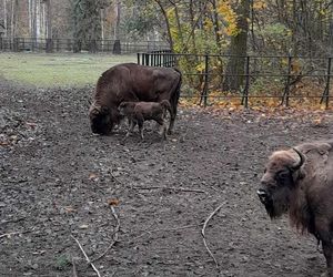 Młodą żubrzyczką w bydgoskim zoo opiekują się babcia i mama. Ona jest od chmur zawracania!