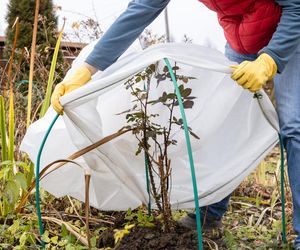 Okrywanie roślin na zimę
