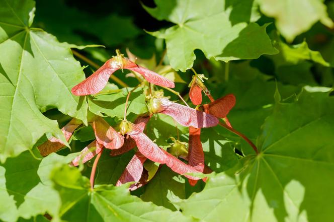 Klon okrągłolistny - Acer circinatum