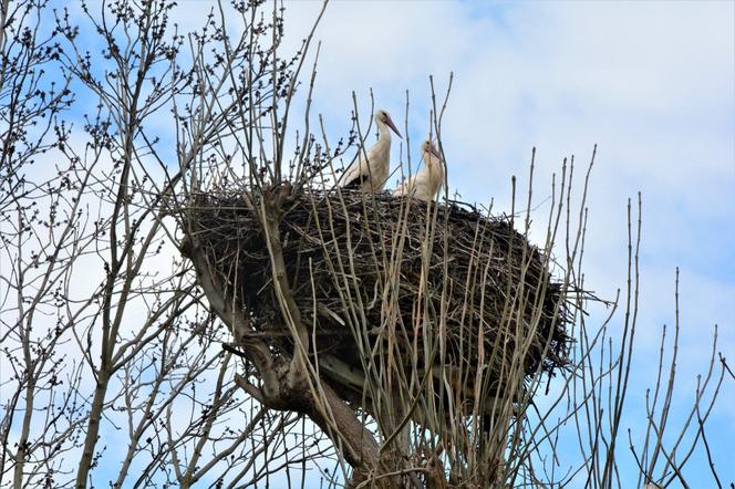 Wiosenne porządki w świętokrzyskich gniazdach bocianów