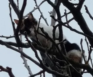 Strażacy chcieli uratować kota uwięzionego na drzewie. Reakcja futrzaka rozbroiła wszystkich