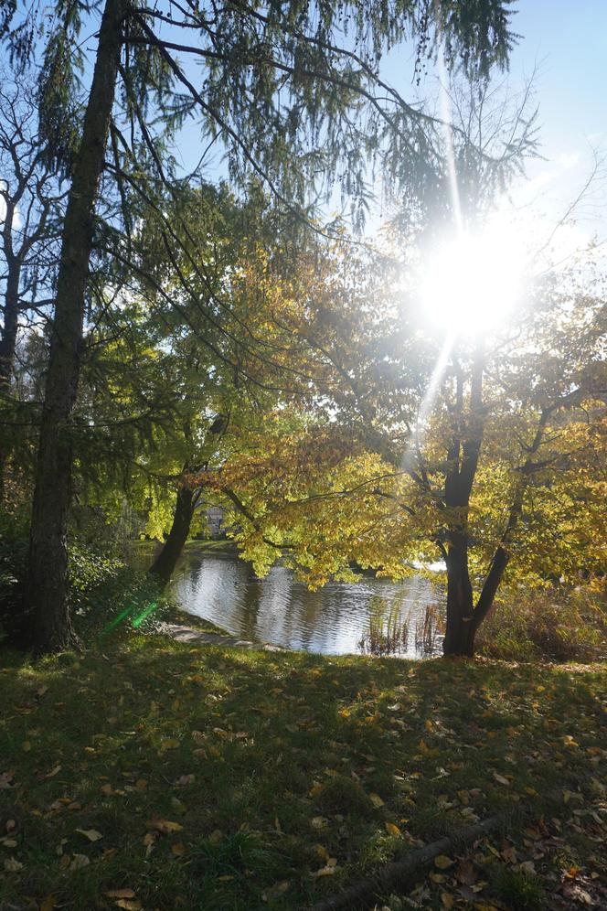 Park Wilsona jesienią