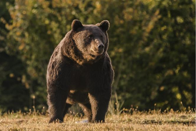 Książę Emanuel von und z Liechtenstein dał łapówkę i zastrzelił największego niedźwiedzia w Europie 
