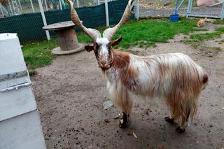 Jedyne takie zwierze w Kujawsko-Pomorskiem żyje w Krainie Dolnej Wisły. Fuka i syczy, ale to z miłości 