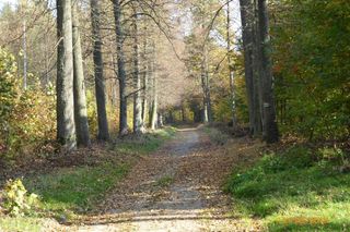 Szlak na Górę Dębową zachwyca jesienią. Rosną tam 100-letnie drzewa