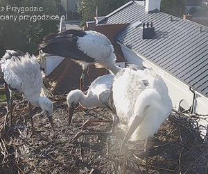 Przygodzice. Młode bociany coraz bardziej samodzielne!