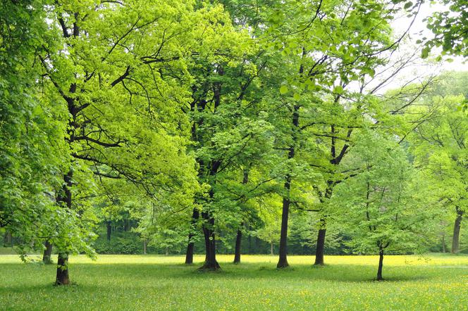 Warszawa przyjęła standard pielęgnacji cięcia drzew