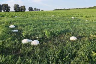 Nadleśnictwo Augustów. Ale GRZYB! Niezwykłe odkrycie na łące na Podlasiu!