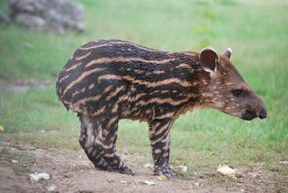 Zoo Poznań: Praca szuka człowieka! Płacą kiepsko, ale jaka frajda!