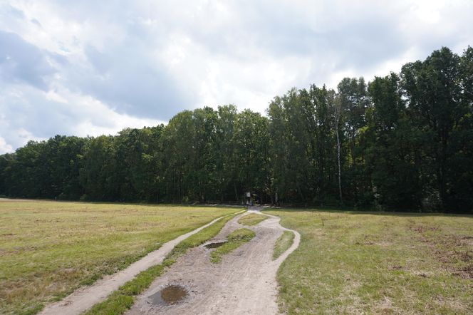Las Kabacki w Warszawie