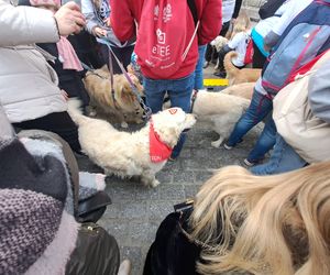 33. Finał WOŚP z grupą krakowskich Golden Retrieverów