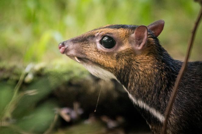 W ZOO Wrocław na świat przyszedł kanczyl filipiński! To trzeci samiec tego gatunku na całym świecie 