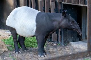 Nowy mieszkaniec łódzkiego Orientarium. Ma na imię Willy i przypomina… pandę