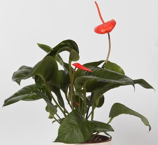 Anturium Scherzera - Anthurium scherzerianum