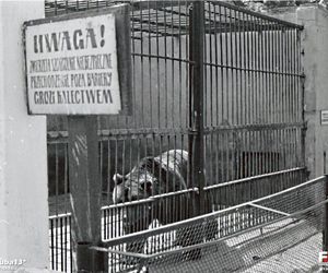 Zoo w Zamościu na starych zdjęciach