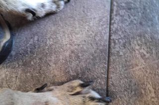 Starszy mężczyzna przekonywał, że dał psu drugie życie. Tak naprawdę zrobił mu z niego piekło