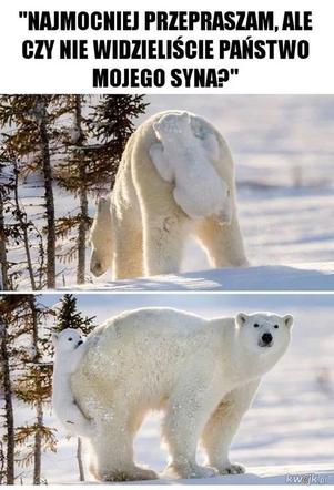 Chcesz poprawić sobie humor? Te memy ze zwierzętami rozbawią cię do łez!
