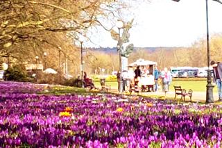 Krokusy na Jasnych Błoniach