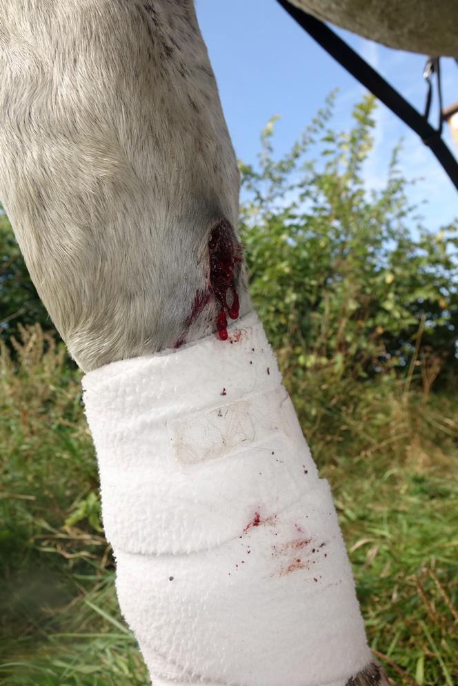 Poranione konie SKRZATUSZ