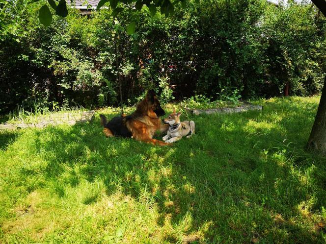 Międzynarodowy Dzień Psa