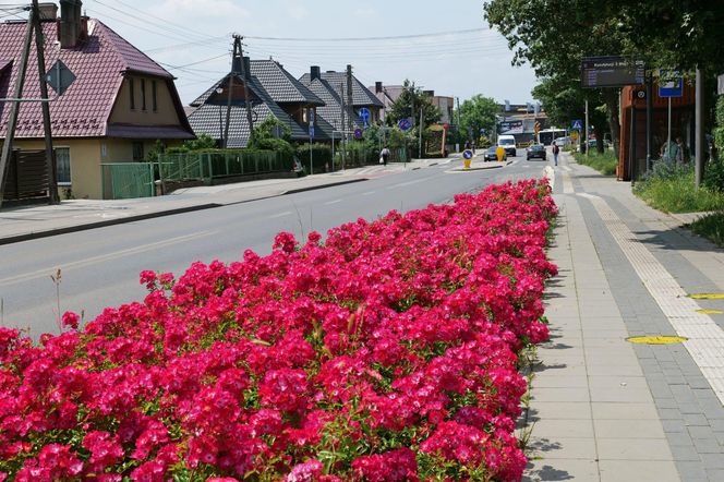 Starachowice. To najbardziej ukwiecone miasto świętokrzyskiego