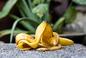 Nawóz ze skórek bananów - do jakich roślin stosować? Jak go zrobić?