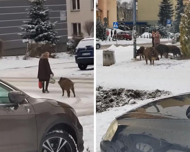 Dziki zaatakowały kobietę w centrum Jaworzna 