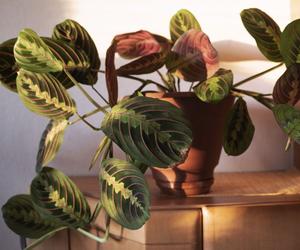 Maranta