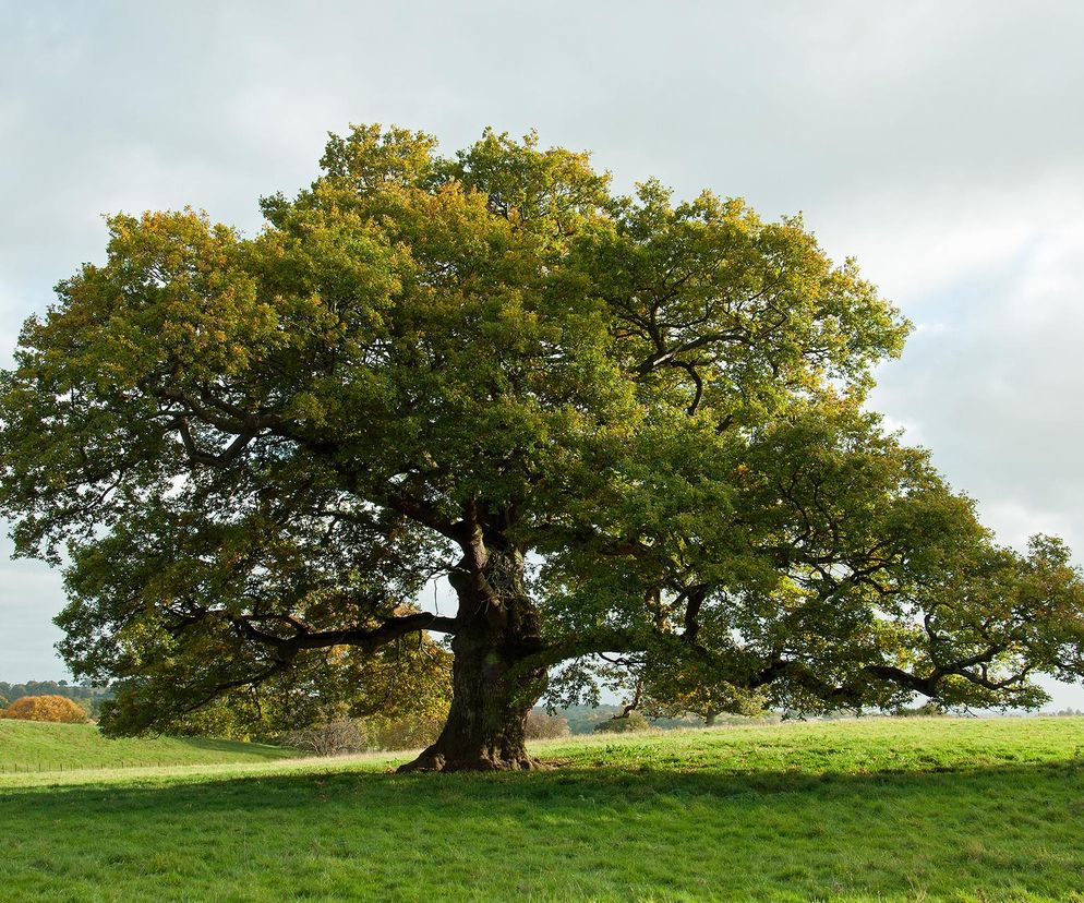 Dąb - magiczne drzewo Słowian