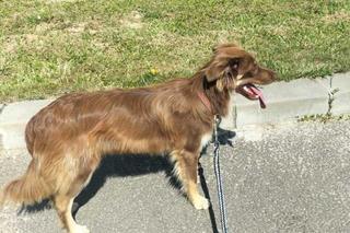 Palikówka. Był tak wycieńczony, że mógł już tylko skomleć. Został porzucony na pastwę los