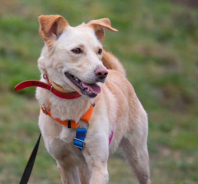 PIES DO ADOPCJI - Bella
