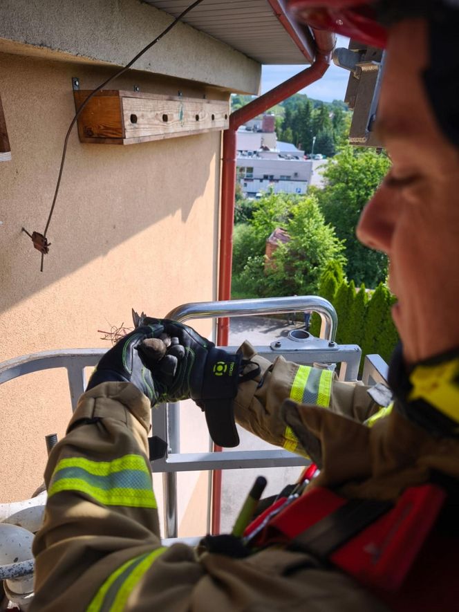 Strażacy uratowali jerzyka