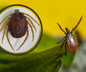 Kleszcze z Afryki atakują w Polsce. Powodują gorączkę krwotoczną, a nawet śmierć