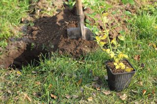 Jesienne sadzenie borówki amerykańskiej: kiedy i jak posadzić krzewy, by dobrze się przyjęły i przetrwały zimę?