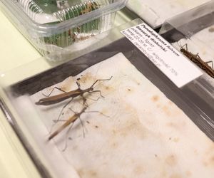 I Międzynarodowy Dzień Wymiany Owadów i Targi Entomologiczne w Bytomiu