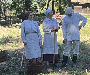 Tradycyjne wykopki w Muzeum Wsi Lubelskiej. Tak kiedyś zbierano ziemniaki