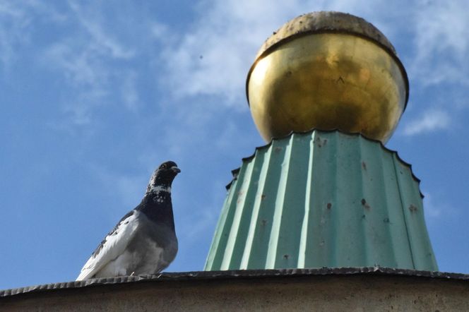 Eksmitują gołębie z "Grubej Kaśki" na czas remontu