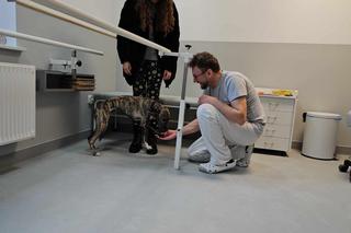 Zola uścisnęła łapę specjalistom, którzy wykonali jej protezę