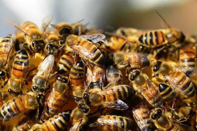 Masowe zatrucie pszczół koło Turku! Zginęło około 100 tysięcy owadów