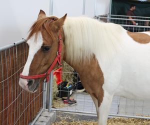 ZooPark ponownie przyciągnął do Targów Lublin tłumy miłośników zwierząt