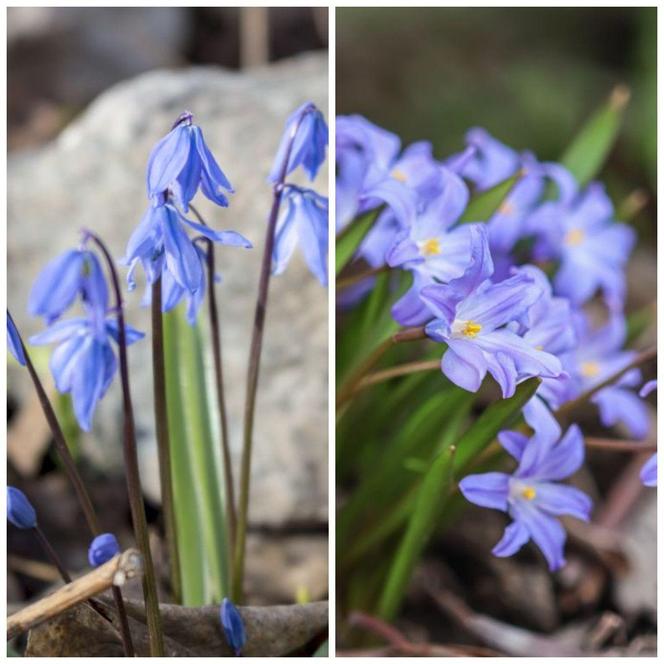 Scilla - Chionodoxa