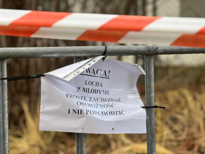 Sopot. Dziki urodziły się obok parkingu. Maciora i warchlaki przy Centrum Opieki Geriatrycznej