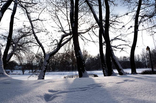 Park w Skawinie zachwyca zimą