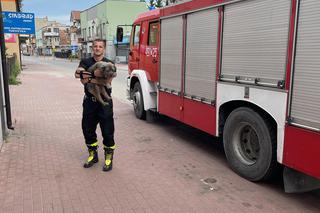 Szczęśliwy finał poszukiwań zaginionego psa! Uratowali go starachowiccy strażacy