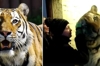 Zoo Zamość: Milusiński tygrys potrzebuje pieszczot? [WIDEO]