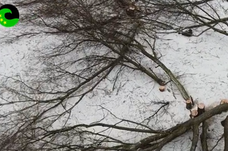 Wycinka drzew w Jelitkowie: prezydent Gdańska składa zawiadomienie do prokuratury 