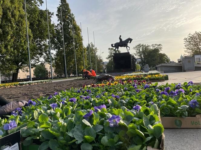 Lublin zmienia ubarwienie na jesień. Ulice ozdobią różnokolorowe bratki