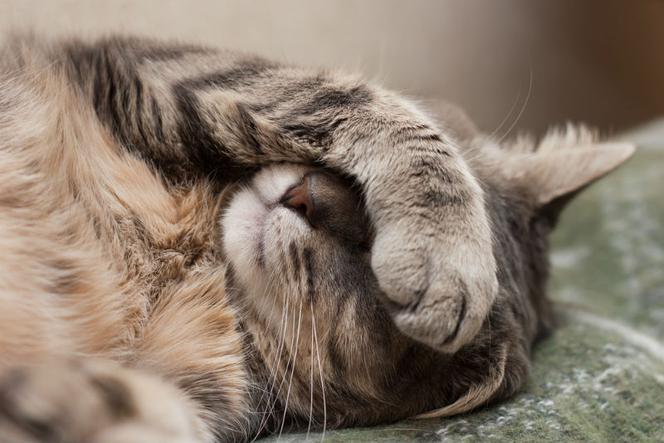 Spadek odporności u kotów - przyczyny i objawy. Jak sobie z nią radzić?