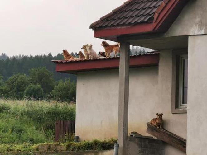 Chory mężczyzna zamknięty w domu z 28 psami! Horror na Sądecczyźnie!