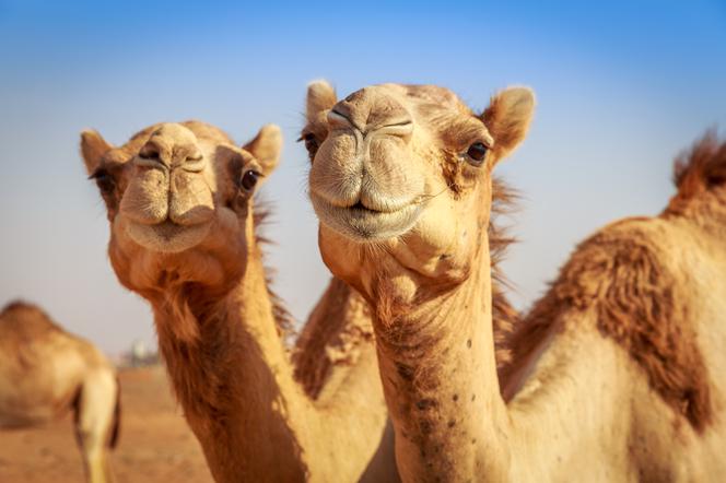 Skandal na konkursie piekności dla wielbłądów! Arabowie wstrzkiwali im botoks